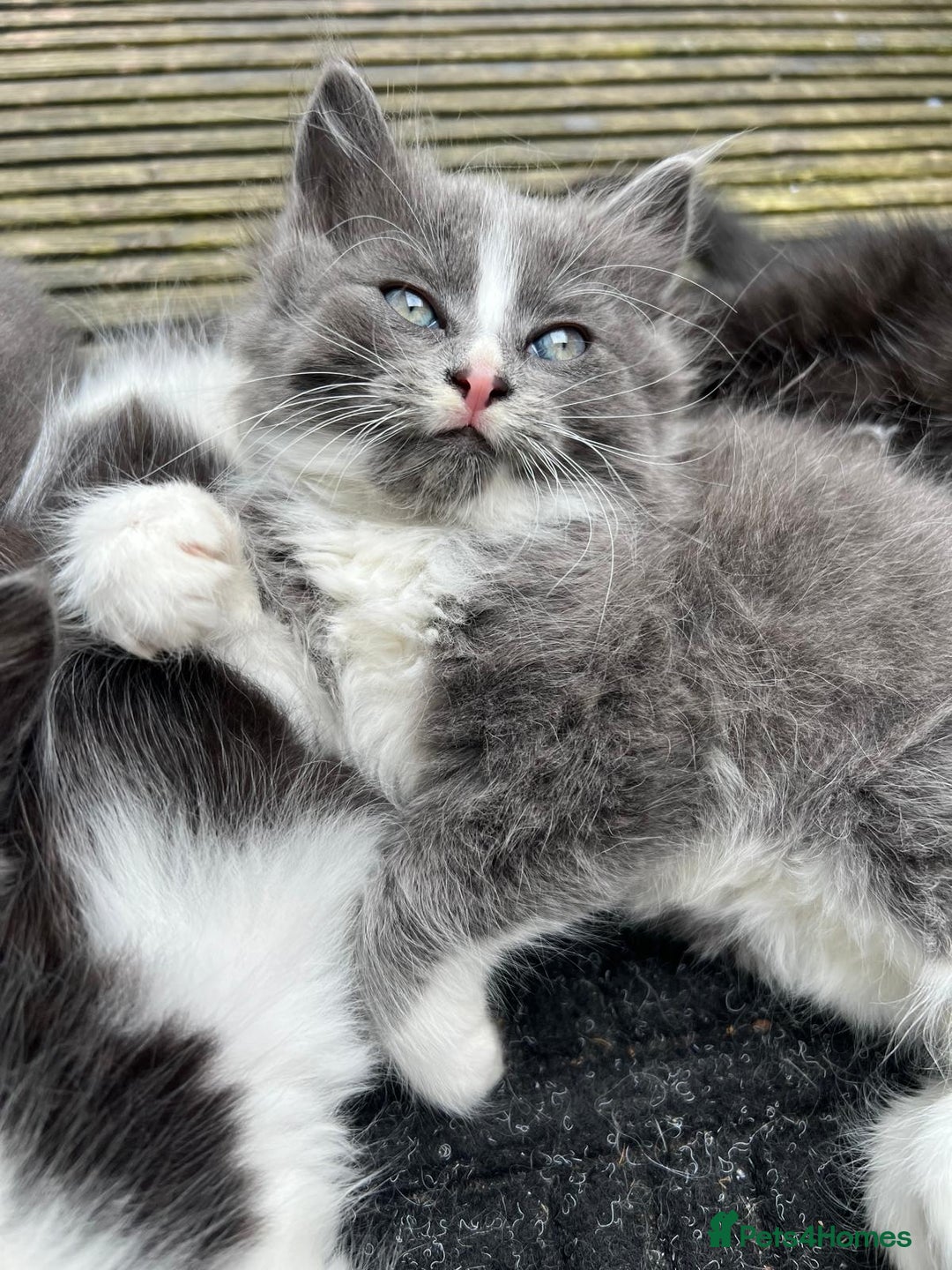 Mixed Breed cats for sale: Lovely Kitten for sale only 50£  - Image 21