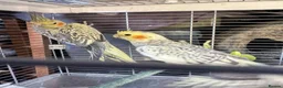 Cockatiels birds for sale: 9 week old baby cockatiels  - Advert 10