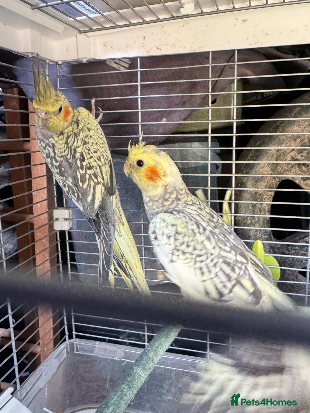Cockatiels birds for sale: 9 week old baby cockatiels  - Advert 10