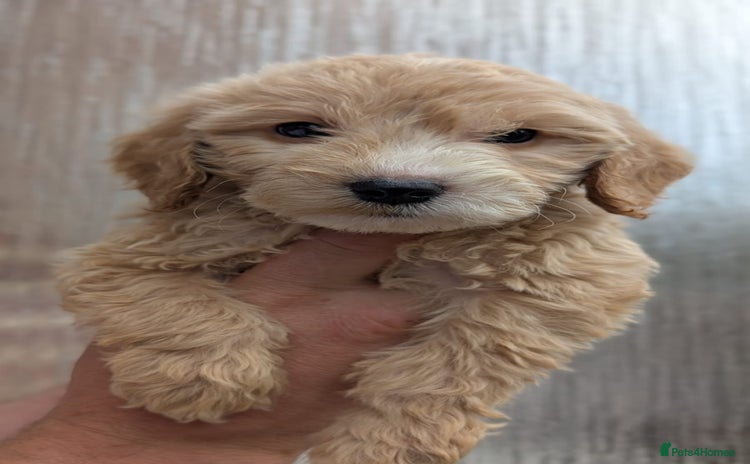 Cockapoo dogs - Advert 1