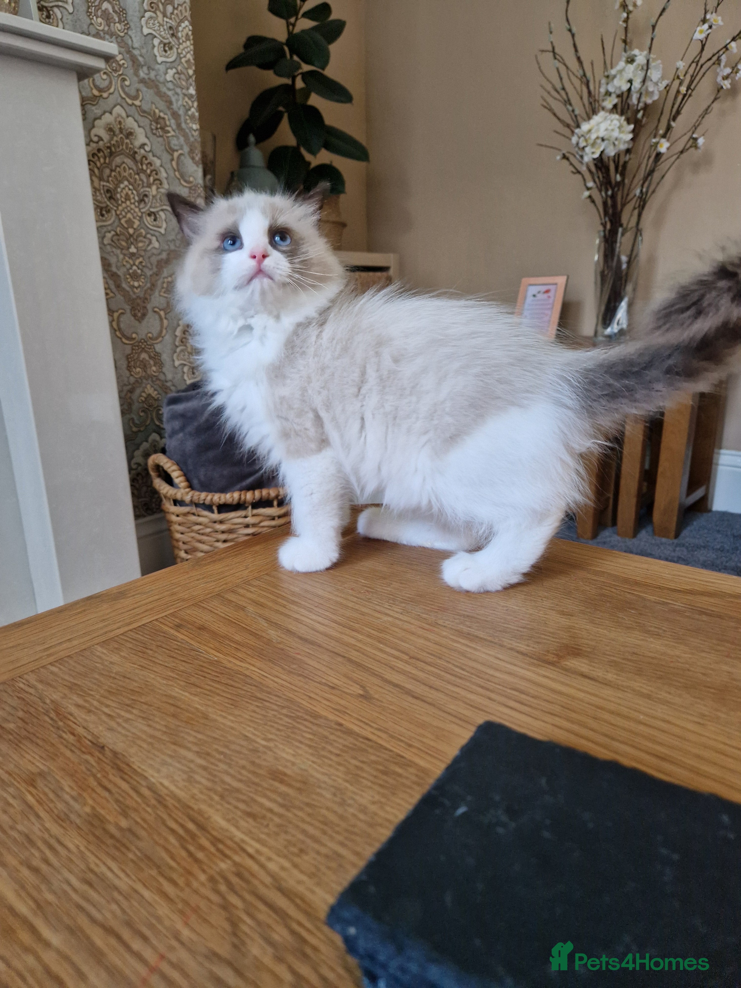 Ragdoll cats Show quality Ragdoll kittens - Advert 2