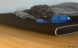 Cane Corso dogs for sale: Male cane corso puppy  - Image 1