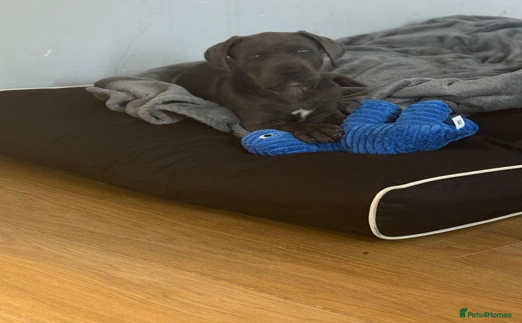 Cane Corso dogs - Advert 6