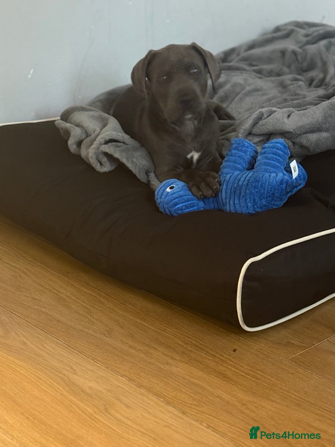 Cane Corso dogs for sale: Male cane corso puppy  - Image 1