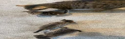 Mixed Breed cats for sale: 4 tabby kittens  in Sheffield - Advert 2