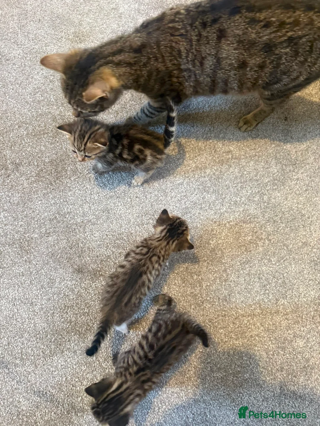 Mixed Breed cats for sale: 4 tabby kittens  in Sheffield - Advert 2