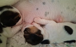 Beagle dogs for sale: KC Registered beagle puppies - Image 11