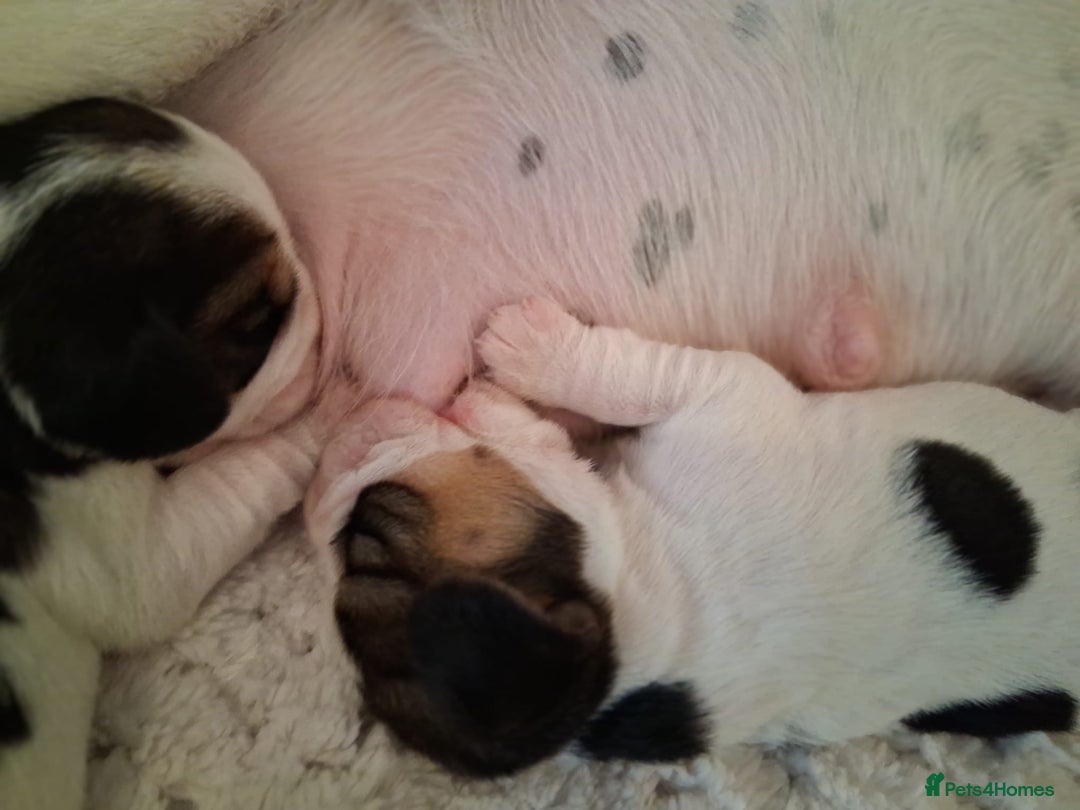 Beagle dogs for sale: KC Registered beagle puppies - Image 11