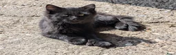 Mixed Breed cats for sale: Shorthaired Kittens, ready for collection, - Advert 10