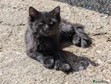 Mixed Breed 2 - Litter 1 born 15th May