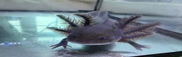 Axolotl reptiles for sale: Rescue Axolotls Looking For New Home  - Advert 5