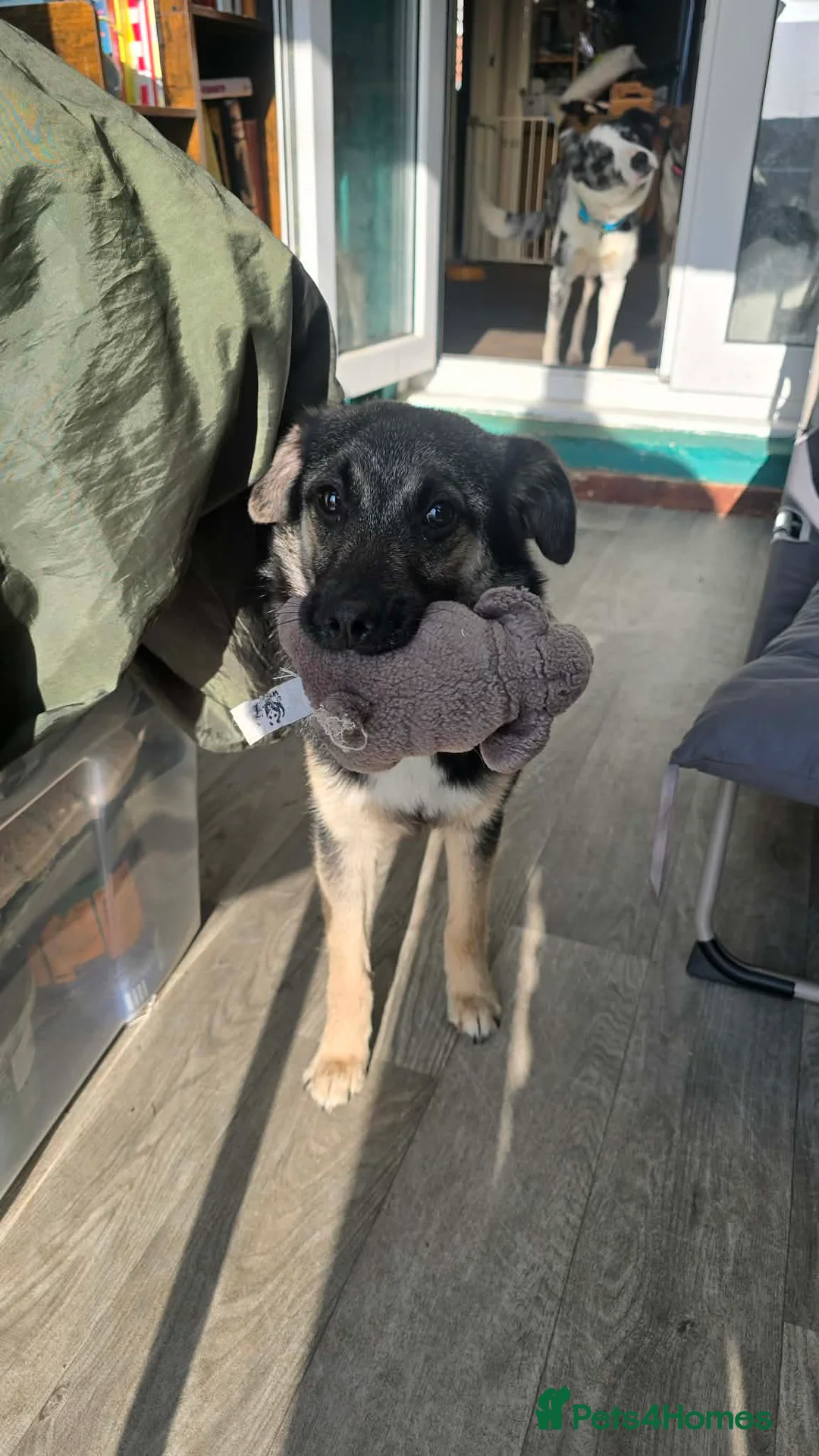 Mixed Breed dogs for adoption: Rocky for adoption in Hastings - Advert 2