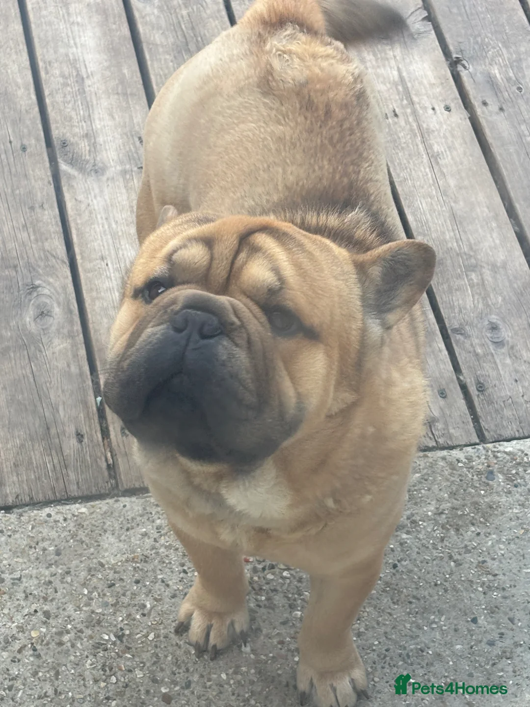 Mixed Breed dogs for sale: French-bulldog cross chow chow male  - Advert 2