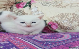 Mixed Breed cats for sale: Khao Manee kittens  - Image 10