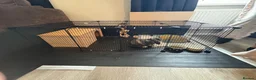 English Lop rabbits for sale: Male Bunny- aged 10 weeks & Full Setup  in Baldock - Advert 5