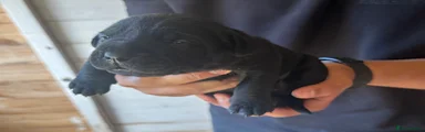 Bandog 3