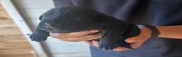 Bandog dogs for sale: Bandogge pups  - Advert 26
