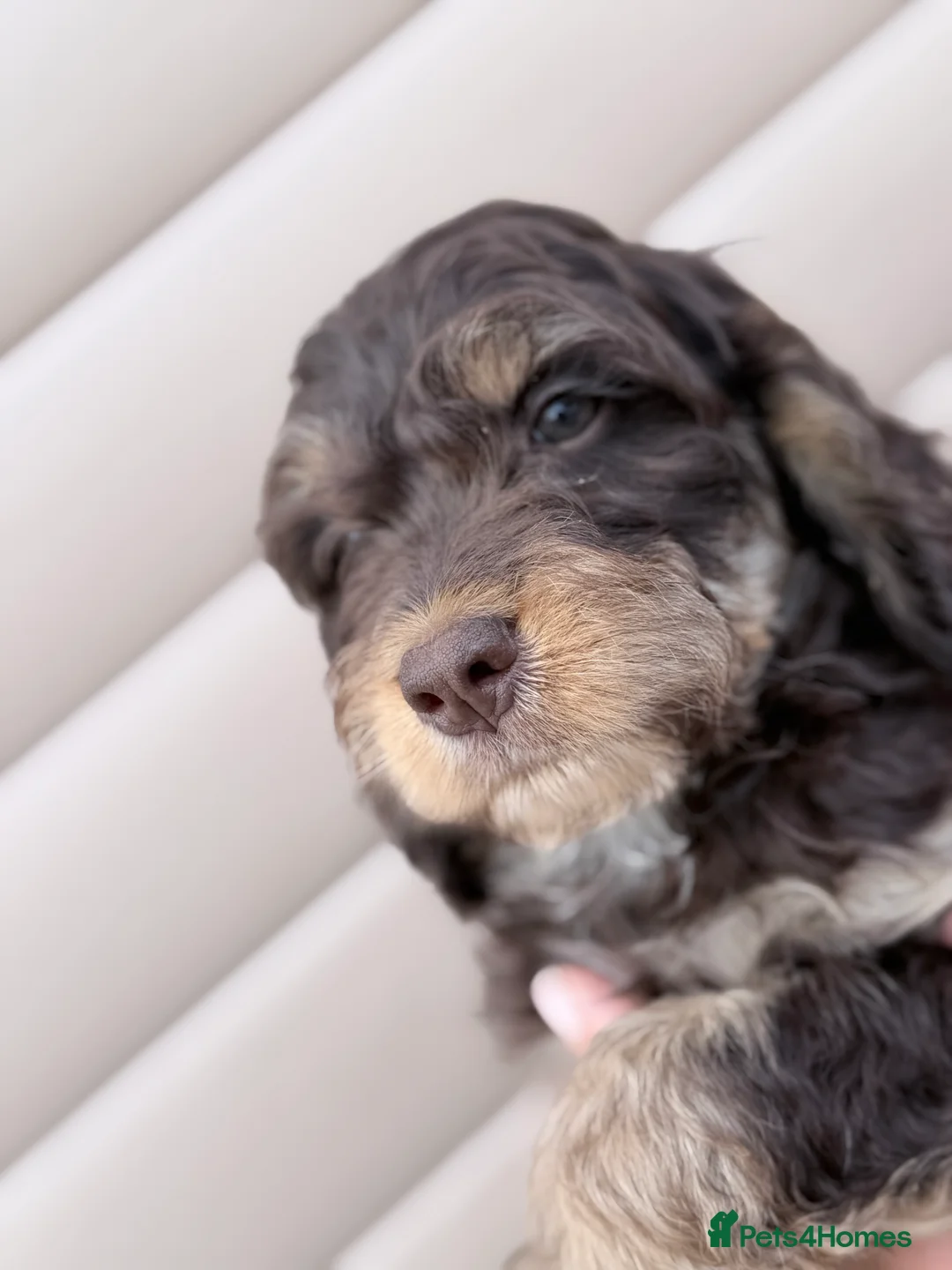 Cockapoo dogs for sale: F1 cockapoos  - Advert 11