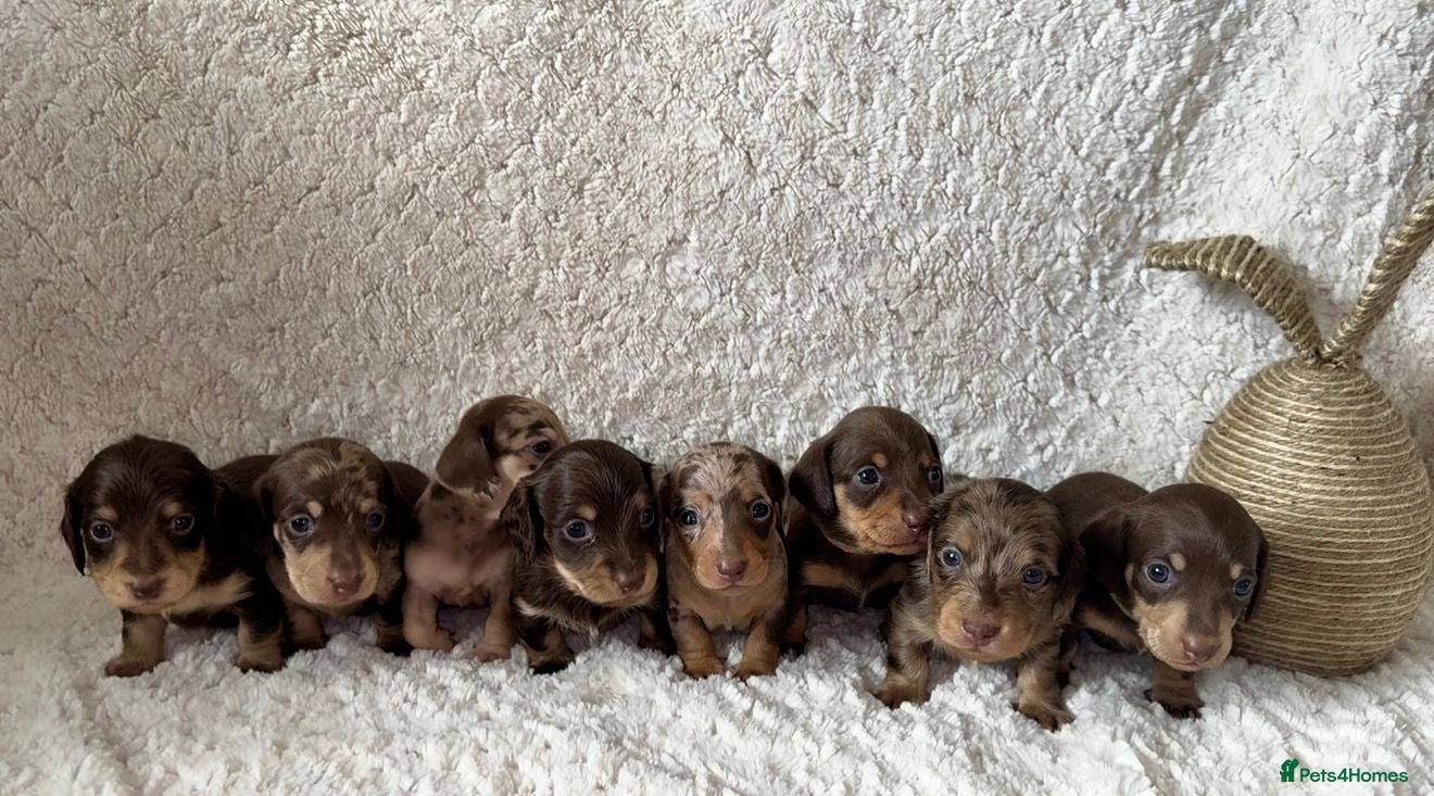 Miniature Dachshund dogs KC Miniature Dachshunds - PRA, DM and OI Clear - Advert 3