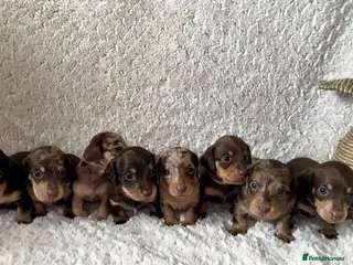 Miniature Dachshund dogs KC Miniature Dachshunds - PRA, DM and OI Clear - Advert 3