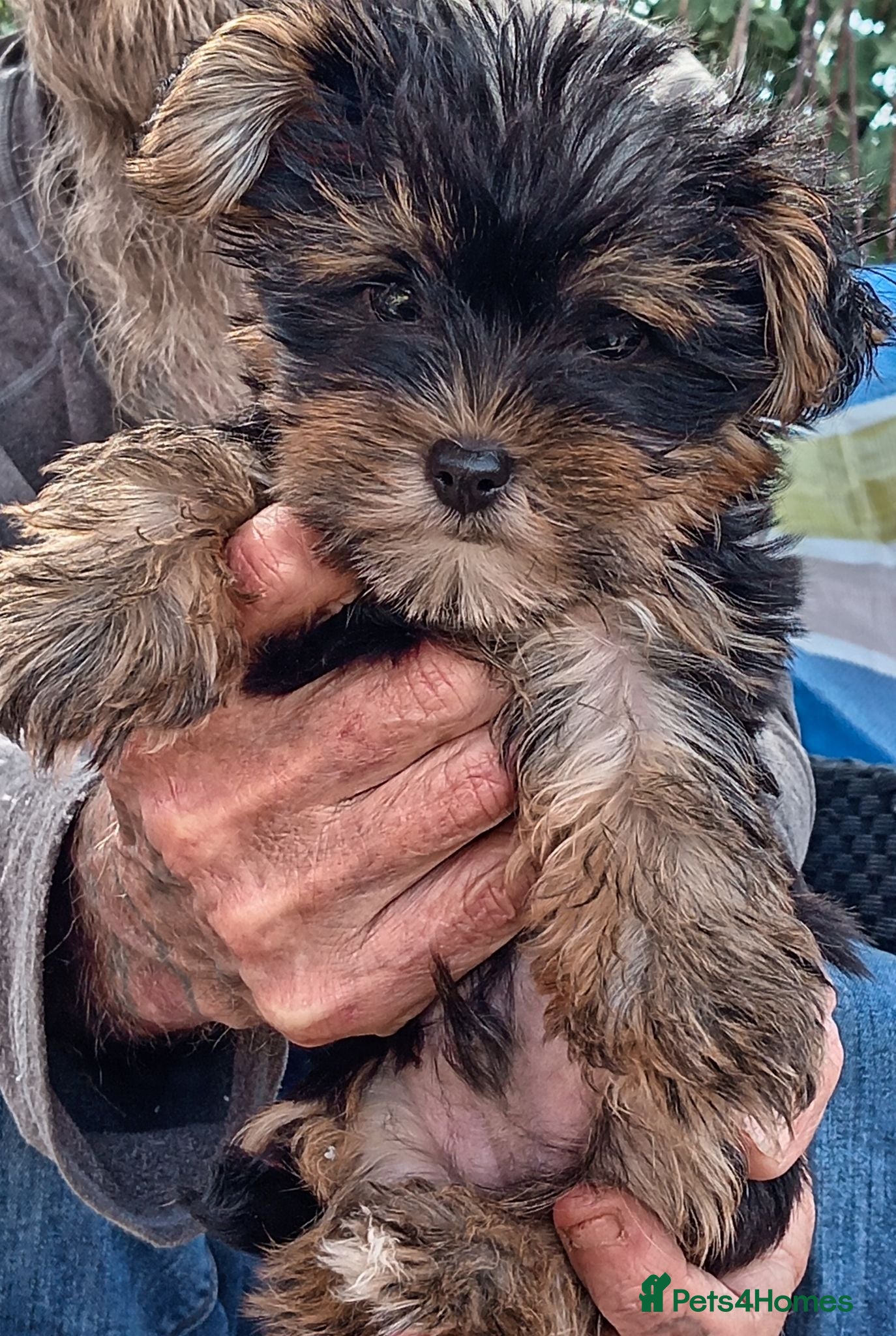 Yorkshire Terrier dogs Two beautiful yorkies boys  - Advert 1