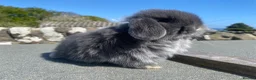 Mini Lop rabbits for sale: Baby mini lop for sale (male) in Stranraer - Advert 3