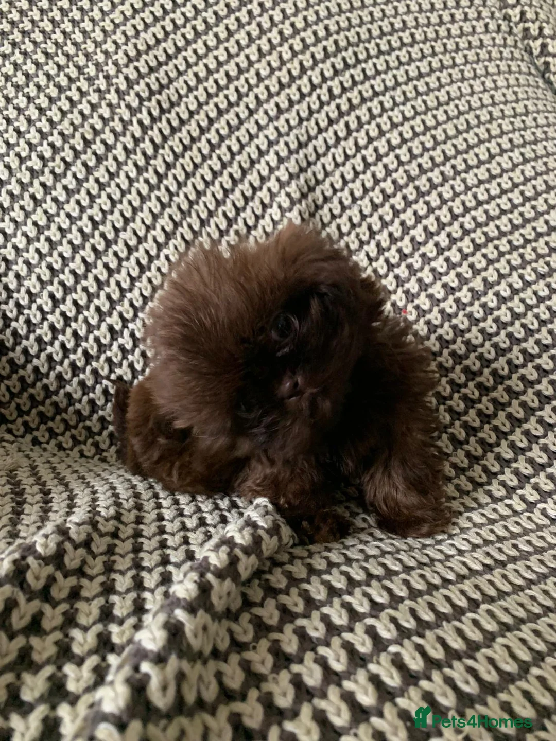 Shih Tzu dogs for sale: Beautiful baby shitzus  - Advert 4