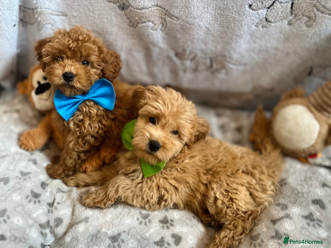 Miniature Poodle dogs for sale: 🐶 Miniature Poodle Puppies! 🐾 - Image 19