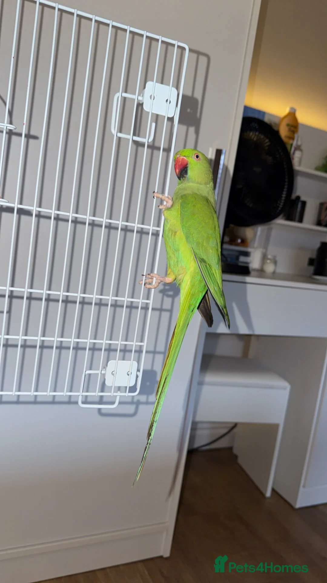 Parrots birds for sale: Indian ringneck parrot, female 6months  - Advert 2