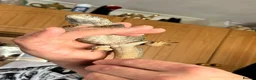 Lizard reptiles for sale: Uromastyx Nigriventris in Brierley Hill - Advert 3