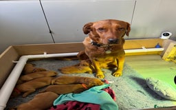 Labrador Retriever dogs for sale: Labrador puppies  - Advert 5