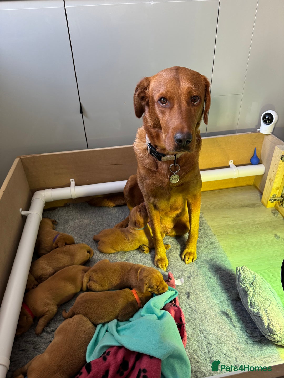 Labrador Retriever dogs for sale: Labrador puppies  - Advert 5