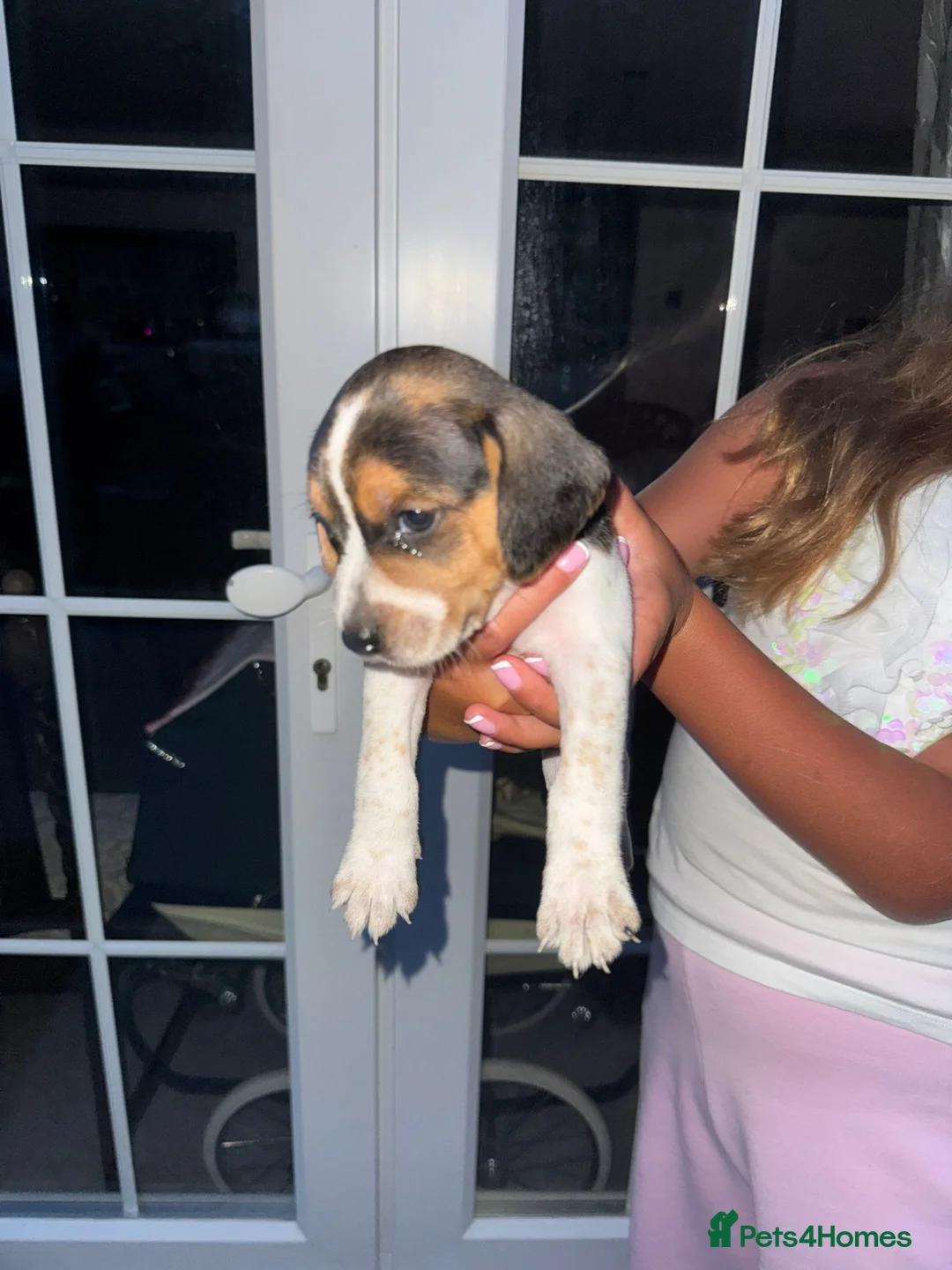 Jack Russell dogs for sale: jack Russell puppys 4💙. 6🩷 - Advert 15