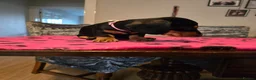 Dachshund dogs for sale: Beautiful short hair dachshund puppies in Bournemouth - Advert 23