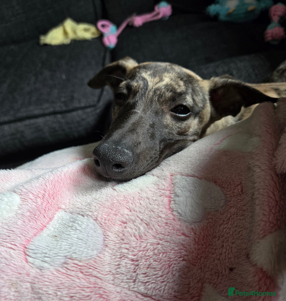 Whippet dogs for sale: Dory is looking for her forever home 🩷 - Advert 10