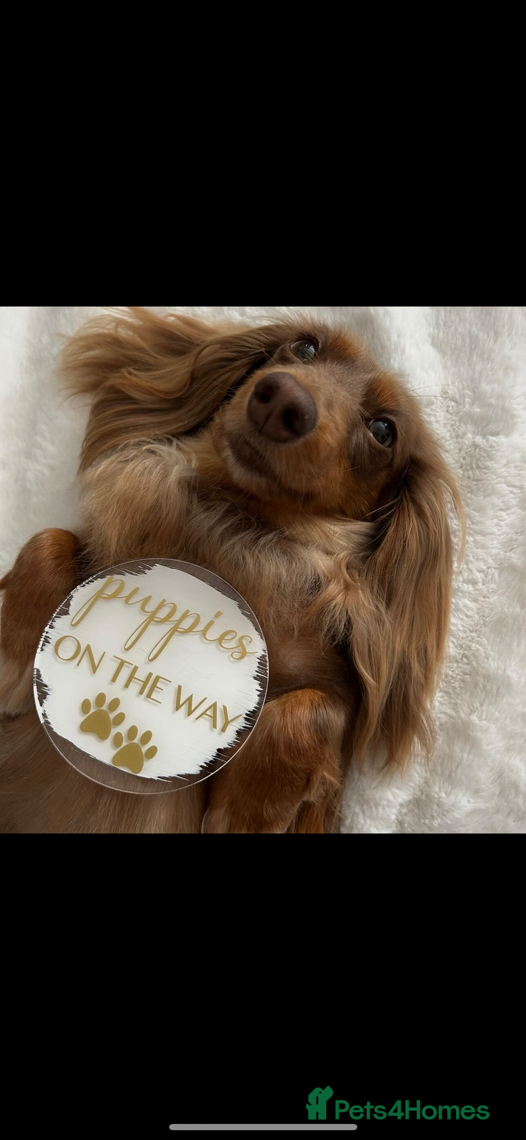 Miniature Dachshund dogs for sale: 🤍🐾 Stunning long haired litter 🐾🤍 - Image 9