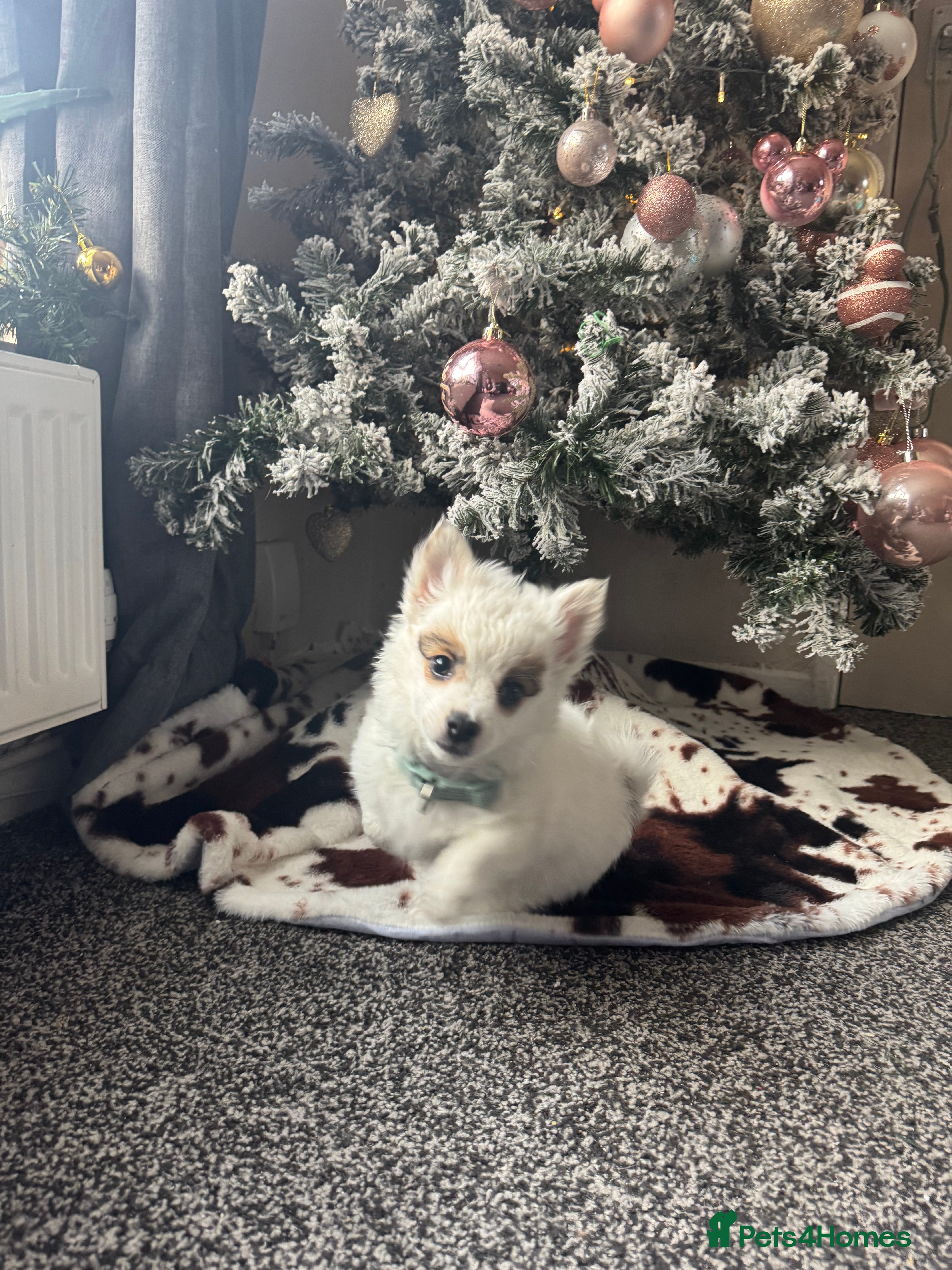 Mixed Breed dogs chihuahua, Pomeranian jack Russell puppy   - Advert 1