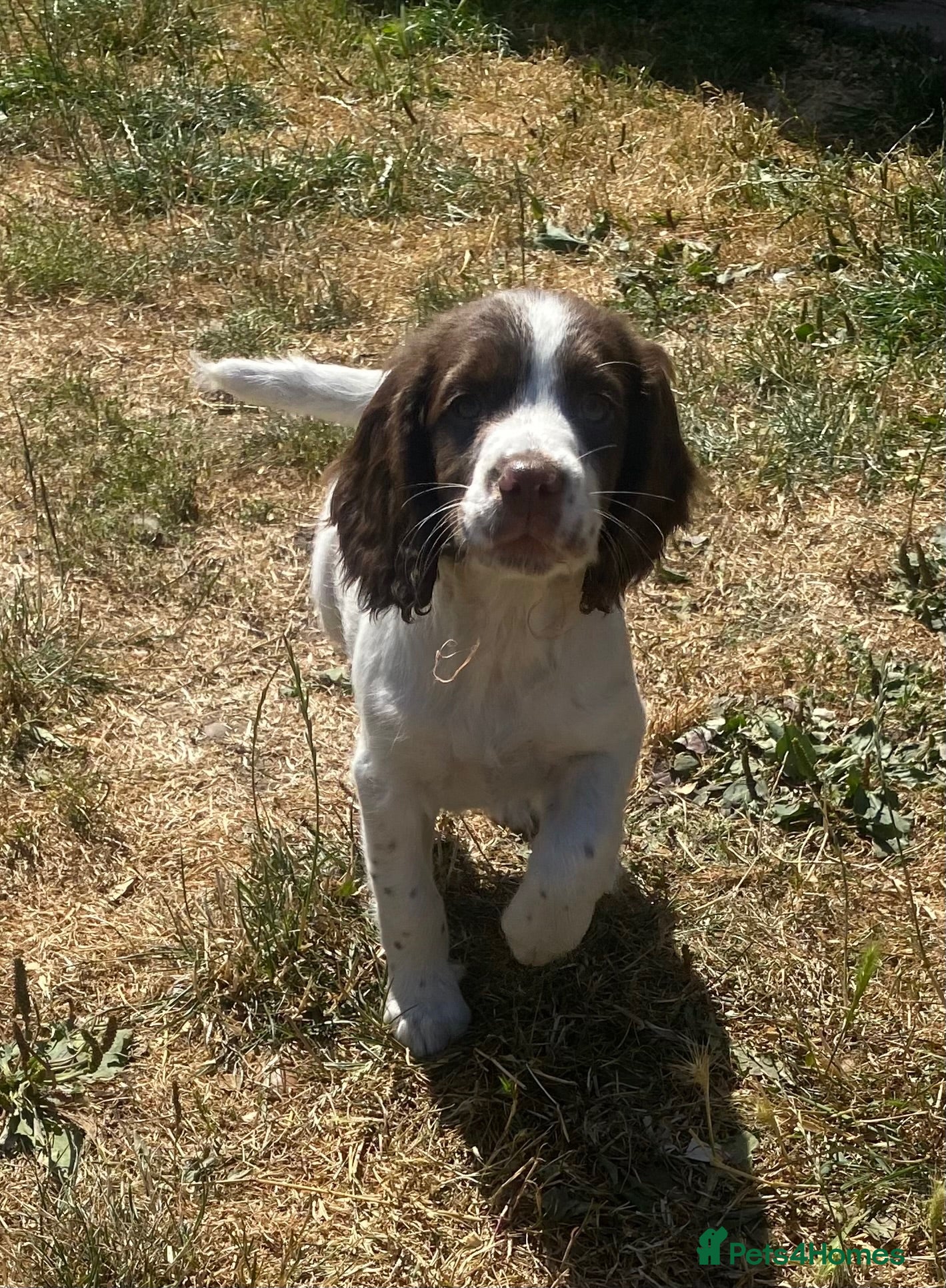 English Springer Spaniel dogs Stunning Pups - Advert 1