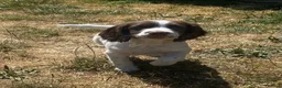 English Springer Spaniel dogs for sale: Lovely Little Lady - Advert 2