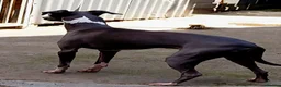 Italian Greyhound dogs for stud: At stud - Advert 2