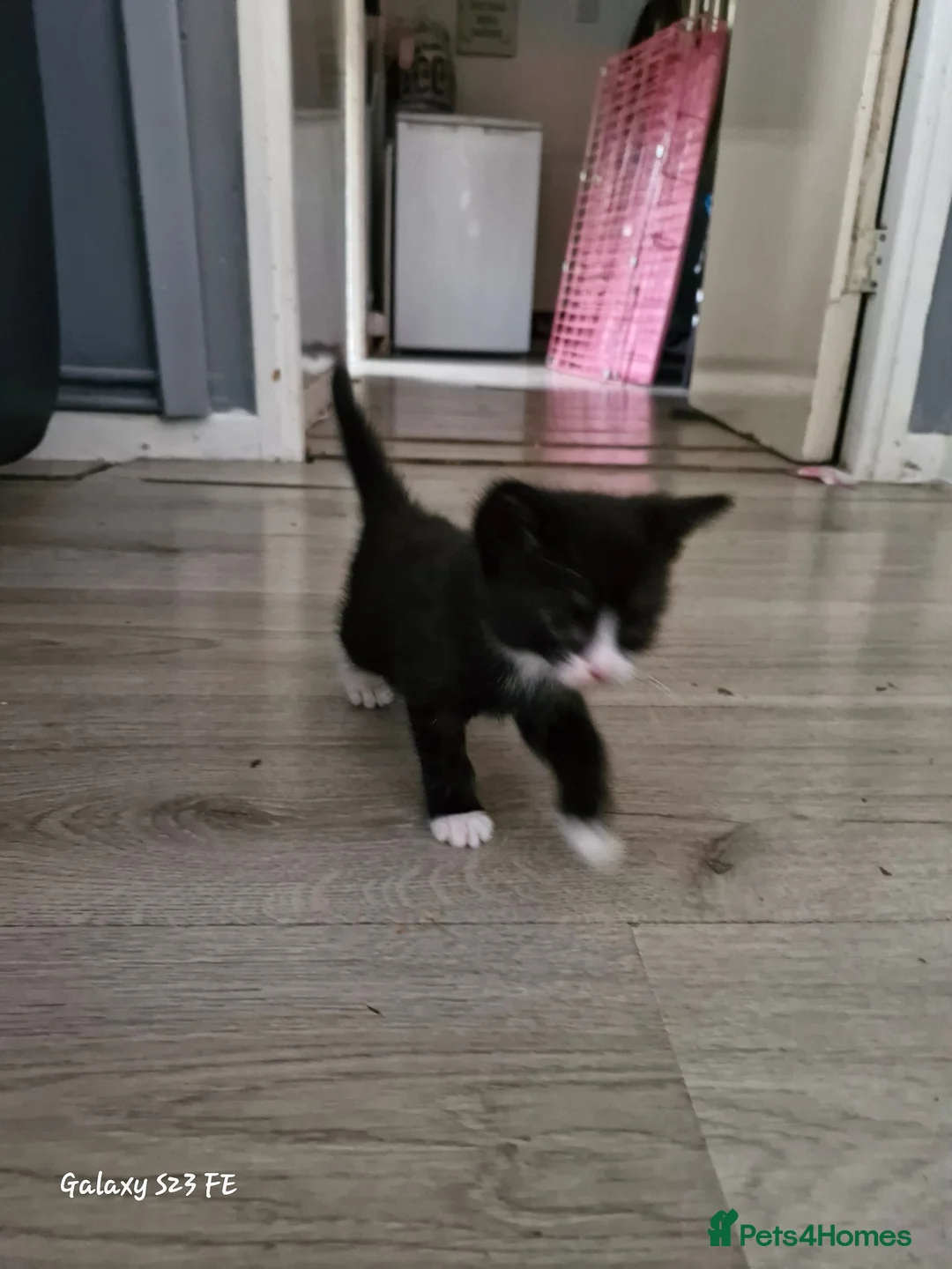 Mixed Breed cats for sale: Two beautiful moggie male kittens in Taunton - Advert 7