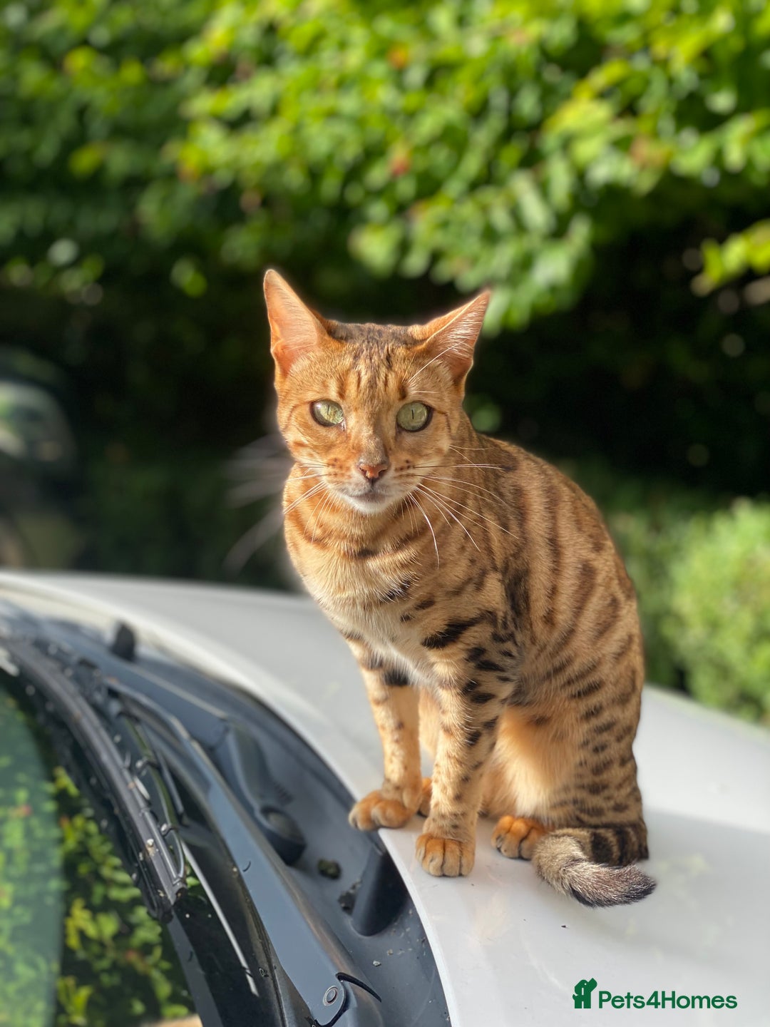 Bengal cats for sale: BEAUTIFUL BENGAL CROSS KITTENS-TWO GIRLS LEFT  - Advert 3