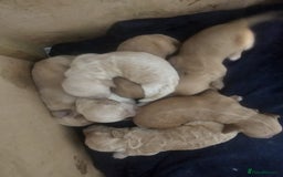 Mixed Breed dogs for sale: Cavachon Puppies for Sale  - Image 2