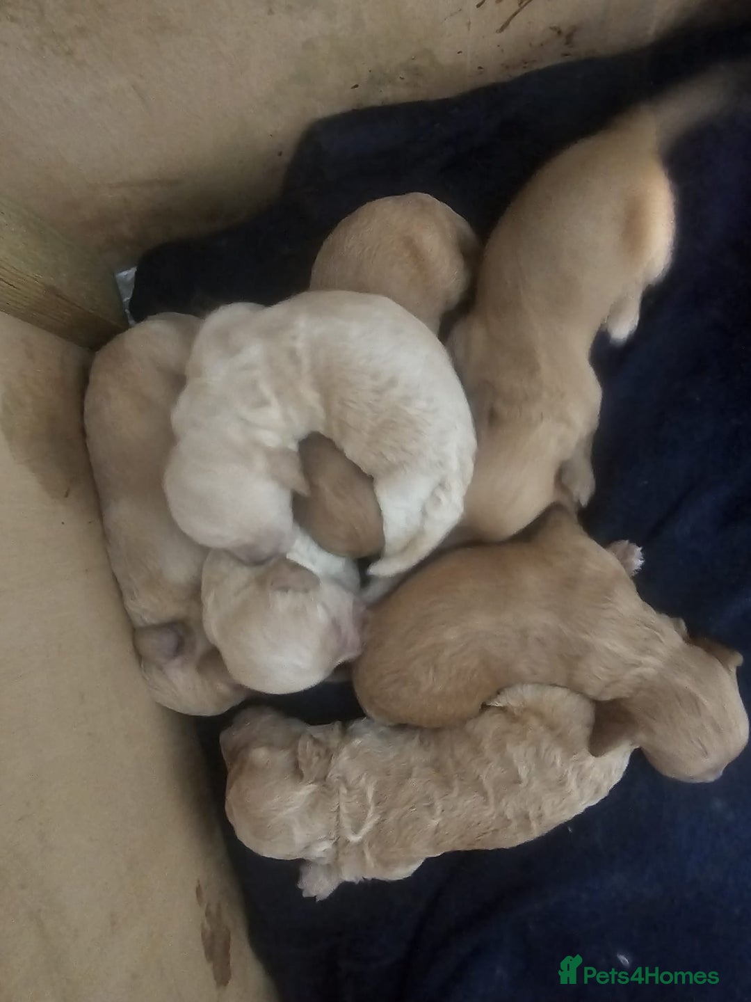 Mixed Breed dogs for sale: Cavachon Puppies for Sale  - Image 2