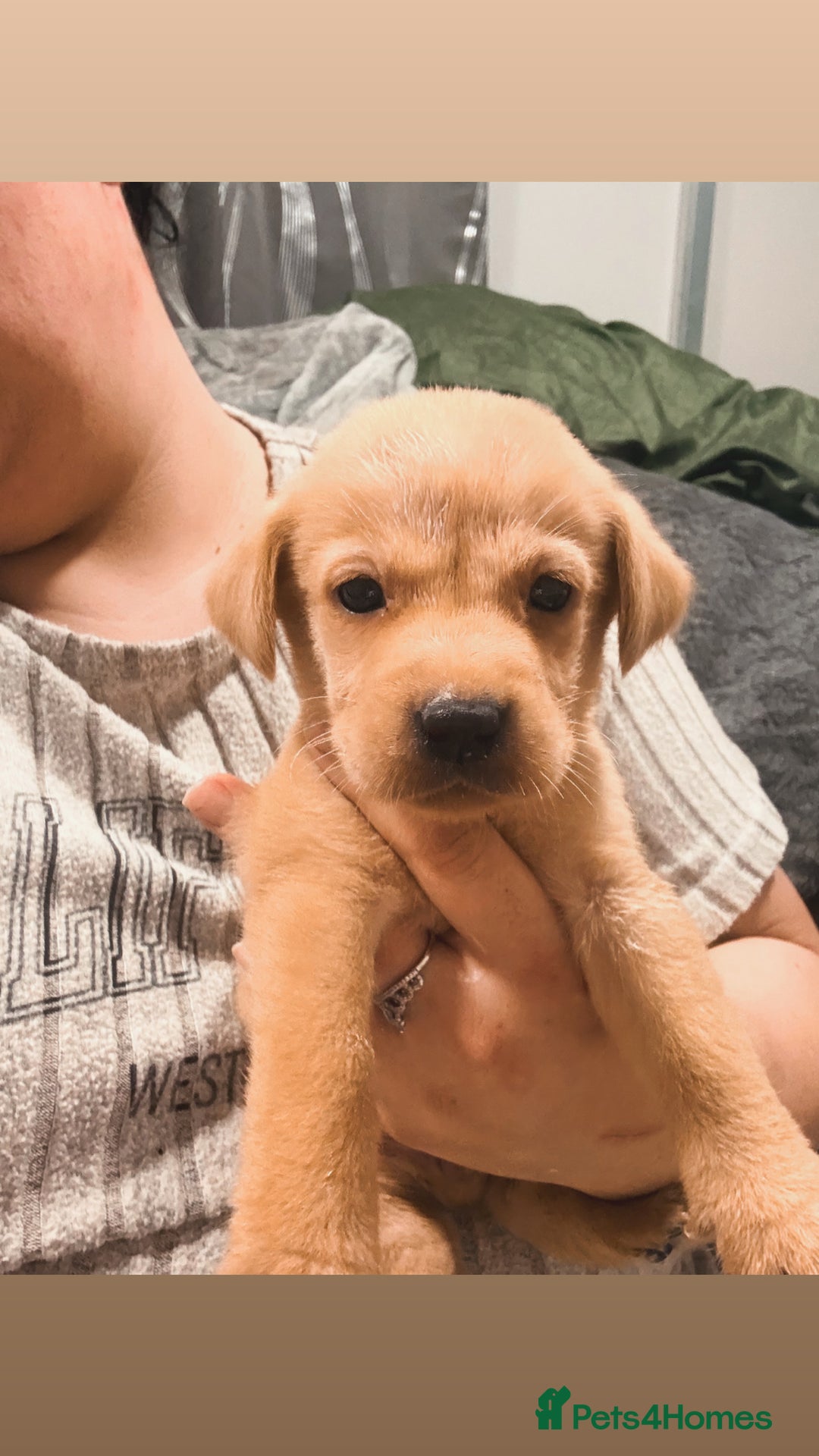 Labrador Retriever dogs for sale: Beautiful, fox red labradors - Advert 3