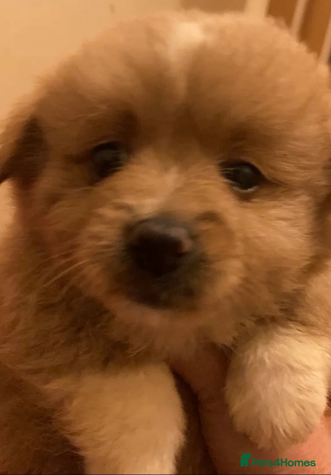 Mixed Breed dogs for sale: loving Puppy’s for sell  - Advert 2