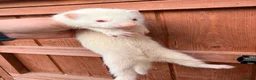 Ferret rodents for sale: Ferrets for sale Jill’s and hobs - Advert 3