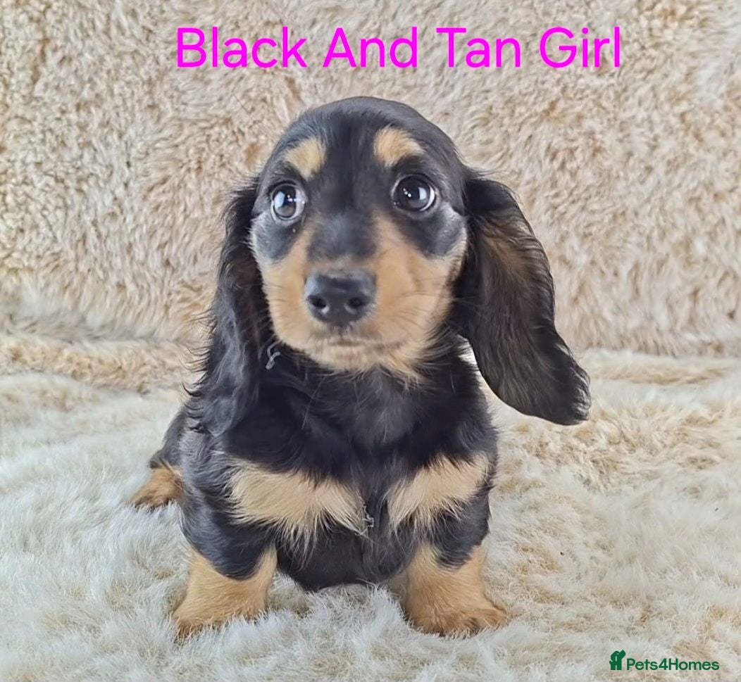 Miniature Dachshund dogs Long coat Miniature Dachshund Puppies  - Advert 8