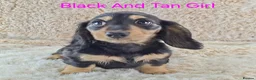 Miniature Dachshund dogs for sale: Long coat Miniature Dachshund Puppies  - Advert 13