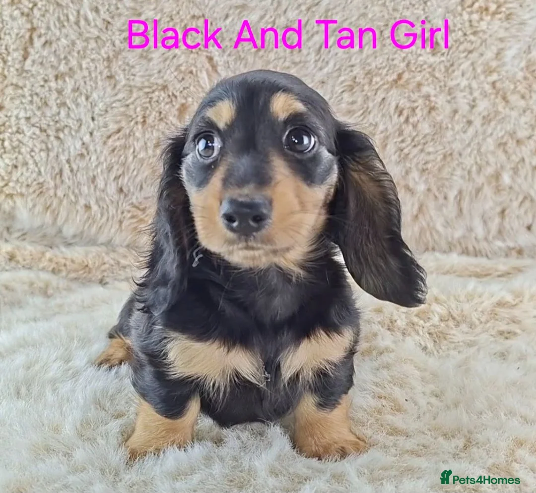 Miniature Dachshund dogs for sale: Long coat Miniature Dachshund Puppies  - Advert 1